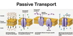 passive-transport-notes