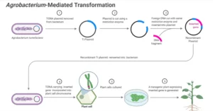 Agrobacterium-Mediated-Gene-Transfer-Transformation-in-Plants