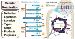 Cellular Respiration - Equations, Types, Steps, Products in Living Cells, Notes Cellular-Respiration