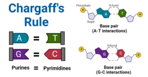 Chargaff’s Rules: First and Second Rules, Applications, Notes Chargaff's Rules