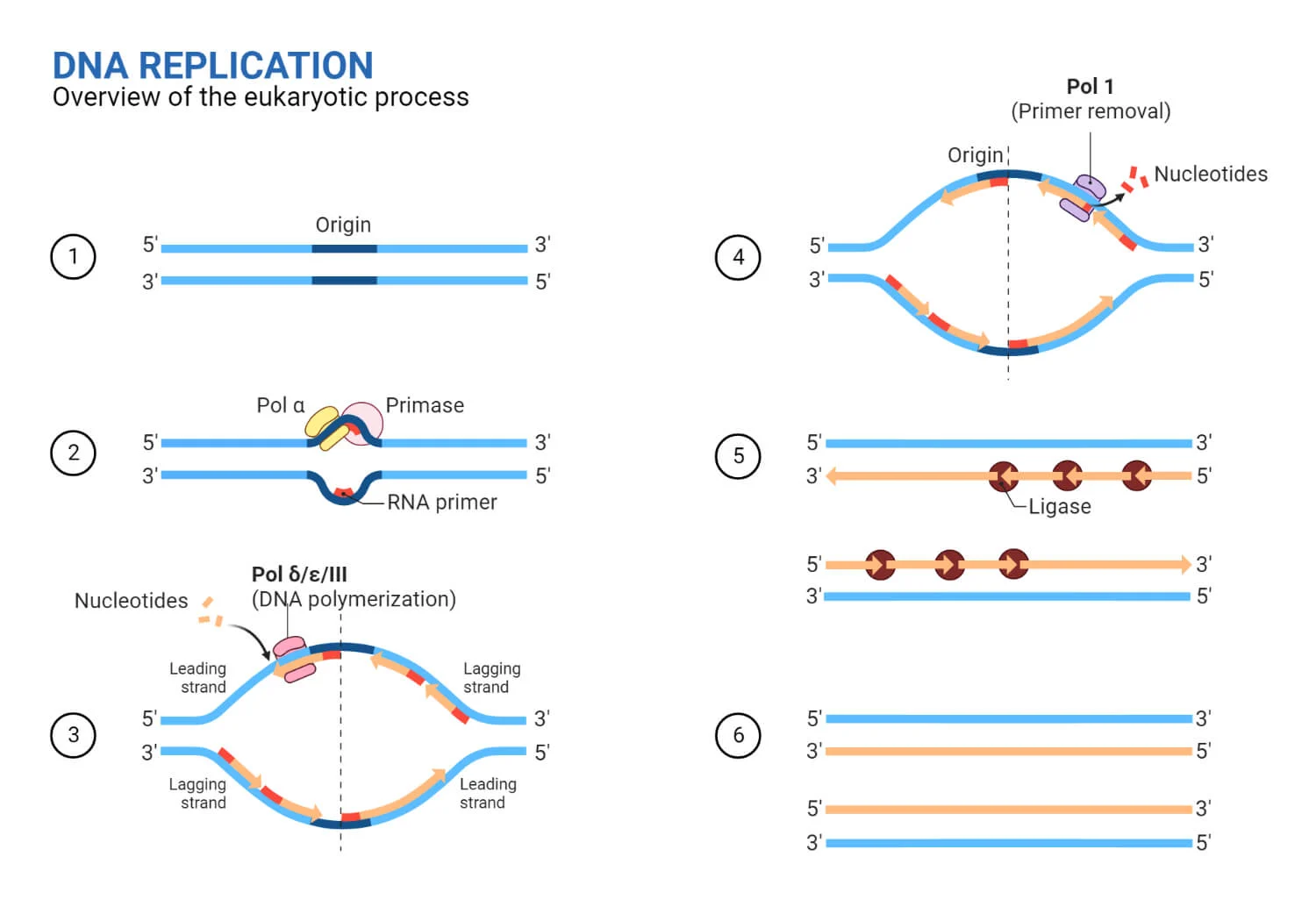 DNA-replication-in-Eukaryotes DNA-replication-in-Eukaryotes