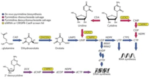 De novo pyrimidine synthesis steps, pathways, uses, Notes De-novo-pyrimidine-synthesis