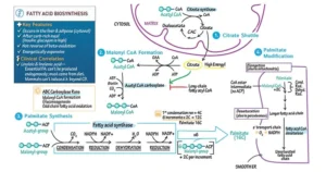 Fatty Acid Synthesis: Pathway and Importance, NOtes Fatty Acid Synthesis