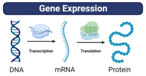 Gene Expression: Stages, Regulations, Methods, Notes Gene Expression