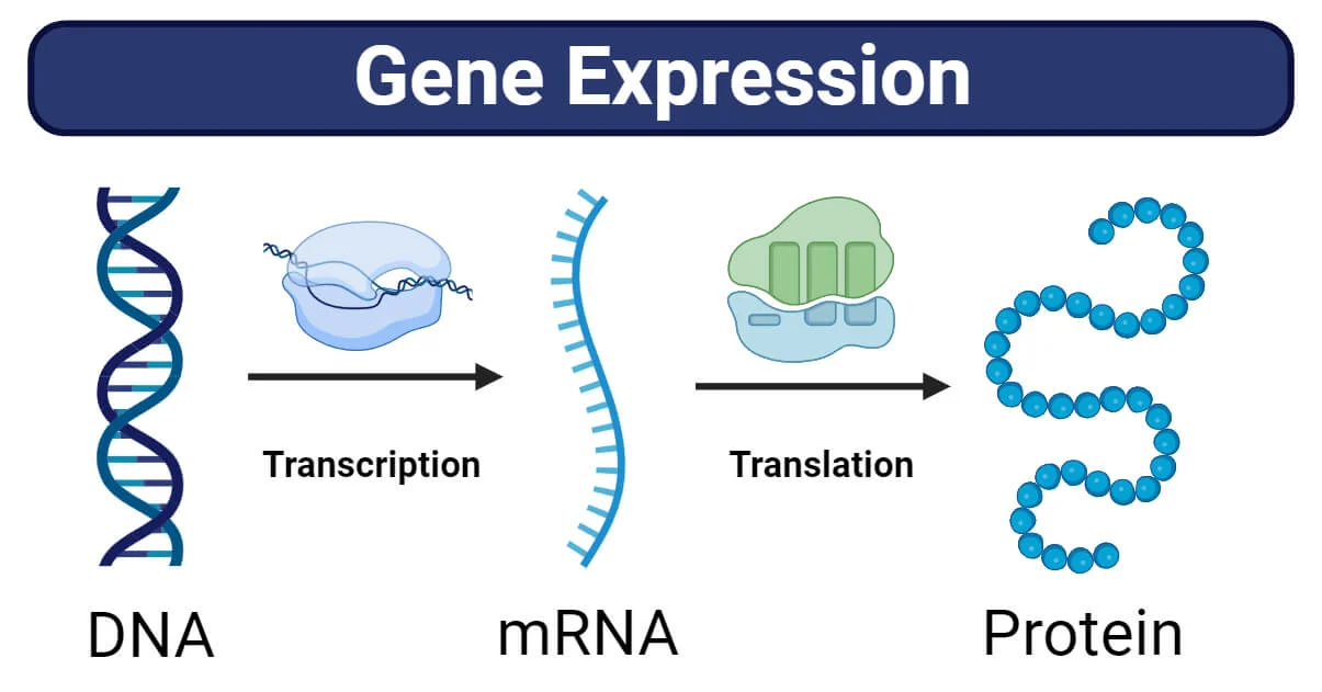 Gene Expression: Stages, Regulations, Methods, Notes - Bioteck Ink.