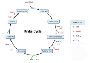 Tca Cycle or Krebs cycle : Unraveling the Biochemical Powerhouse of the happy cell, Notes tca Krebs-cycle