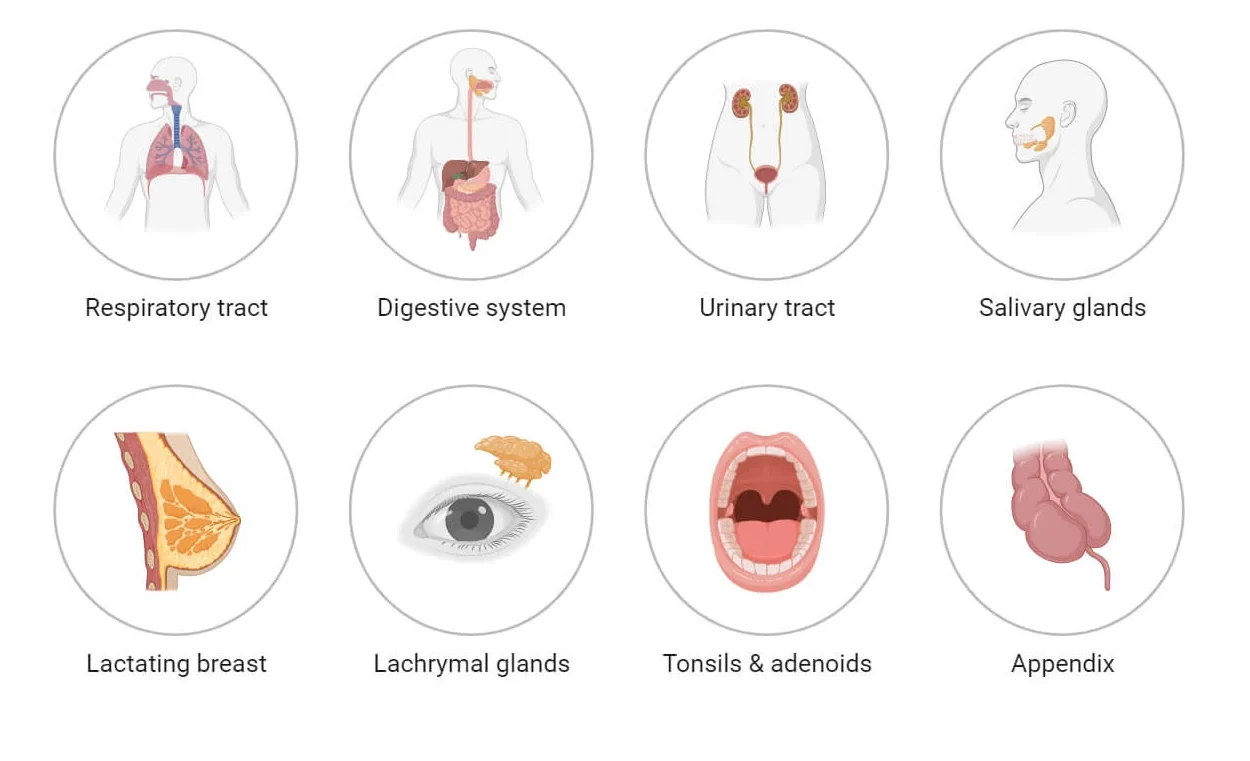 Mucous Membrane: Structure, Location, Functions, Disorders, Notes ...