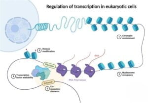 Gene Expression: Stages, Regulations, Methods, Notes - Bioteck Ink.
