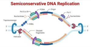 DNA Replication in Prokaryotes and Eukaryotes, Notes dna replication
