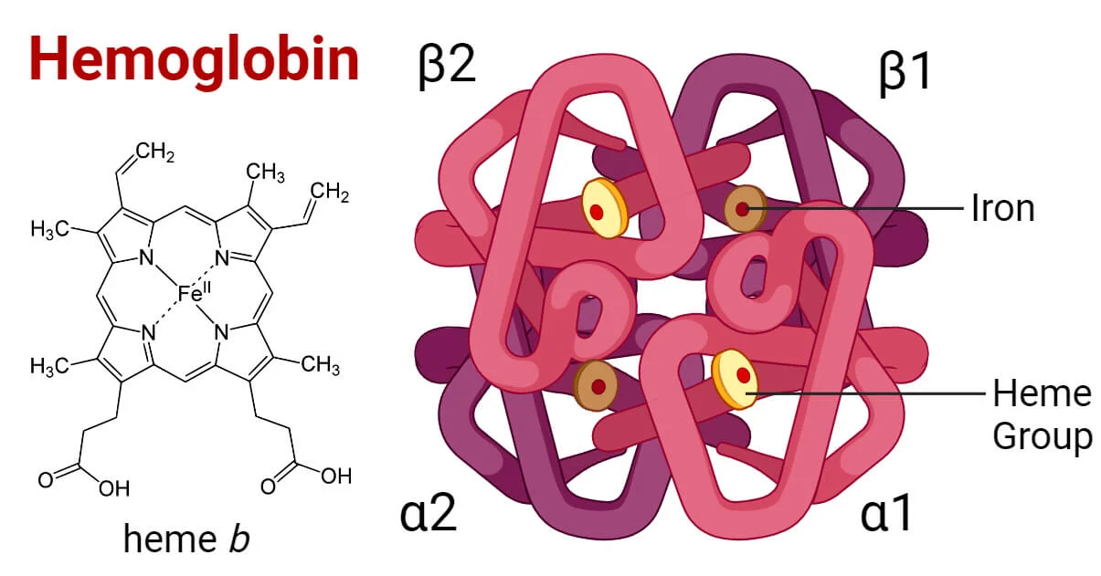 Hemoglobin: Structure, Types, Functions, Diseases, Notes - Bioteck Ink.