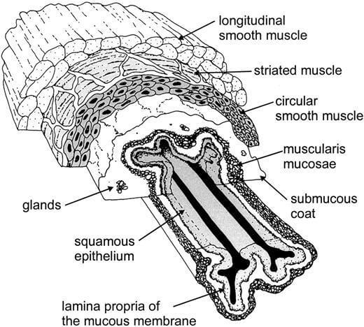 Mucous Membrane: Structure, Location, Functions, Disorders, Notes ...