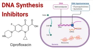 List of Inhibitors used in molecular biology Research & There functions DNA Synthesis Inhibitors