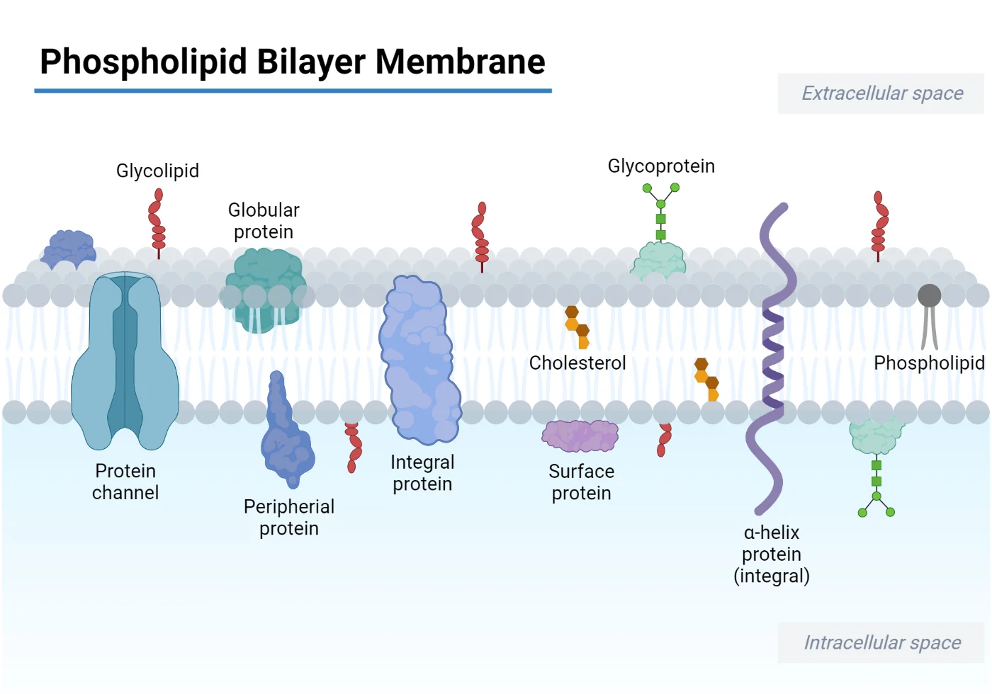 Active Transport- Definition, Types, Process, Examples - Bioteck Ink.