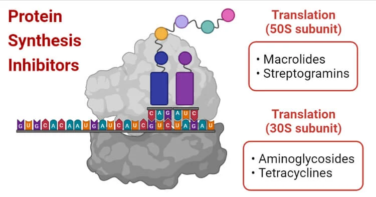 Protein-synthesis-inhibitors Protein synthesis inhibitors
