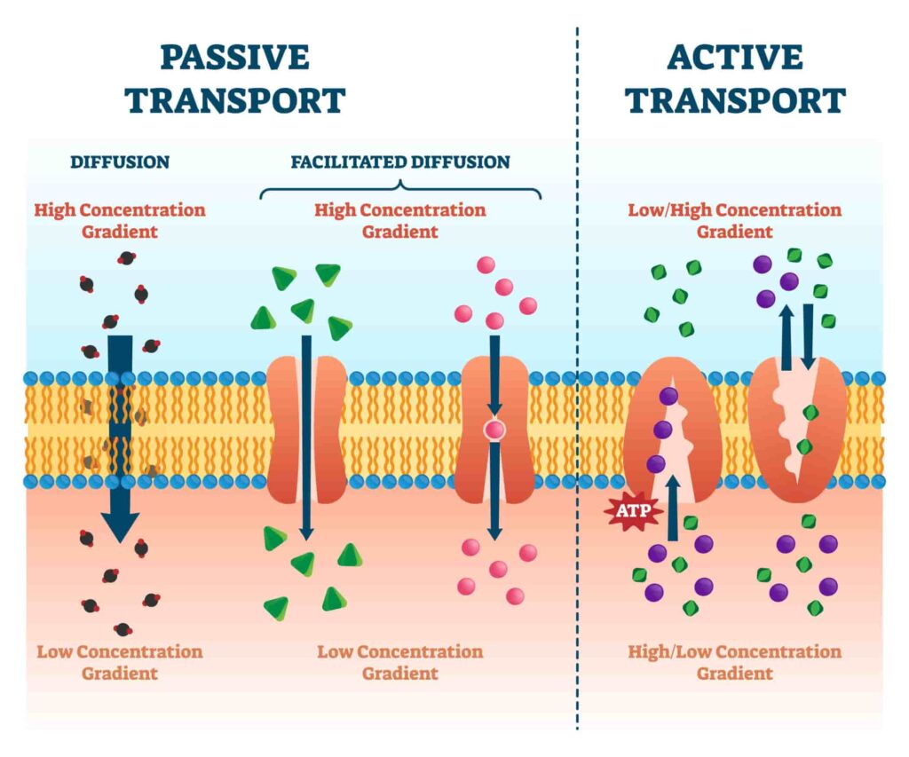 Active And Passive Transport : Cell Biology - Bioteck Ink.