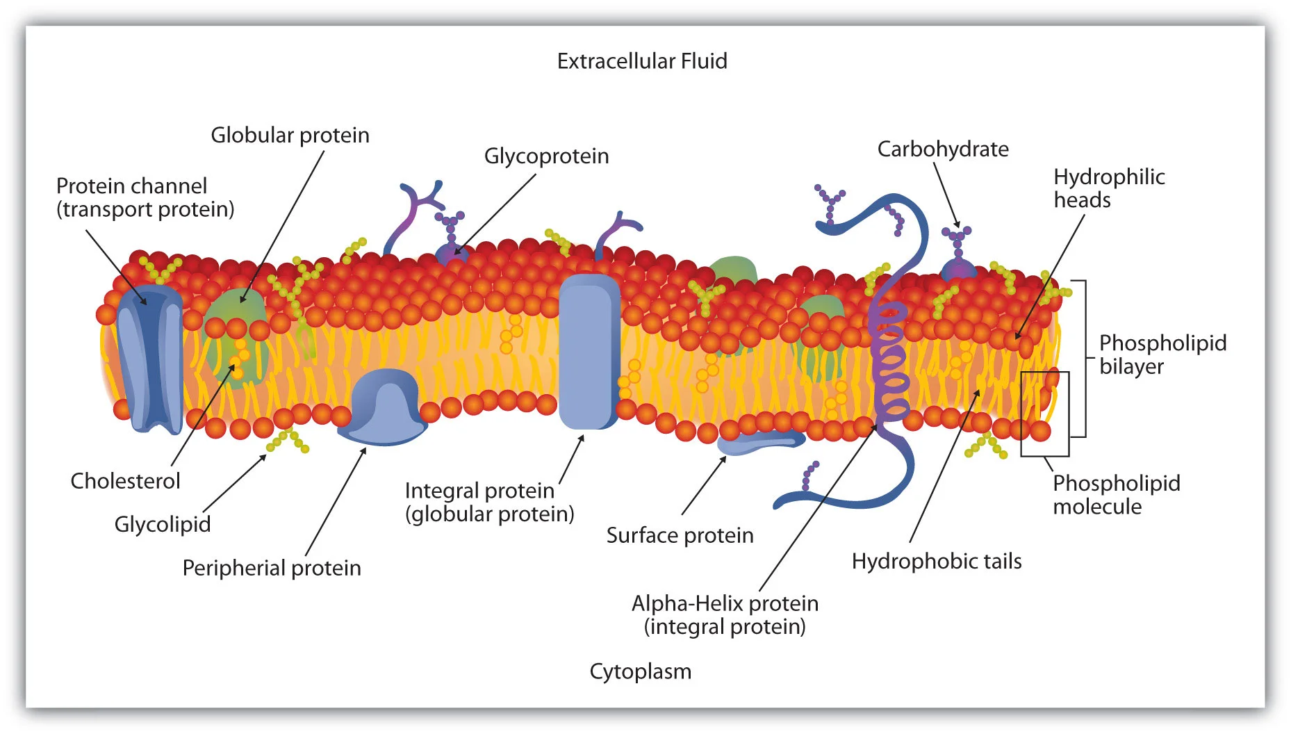 membrane-lipid