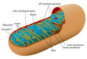 Mitochondria: Properties, Structure, Functions, Notes mitochondria_diagram