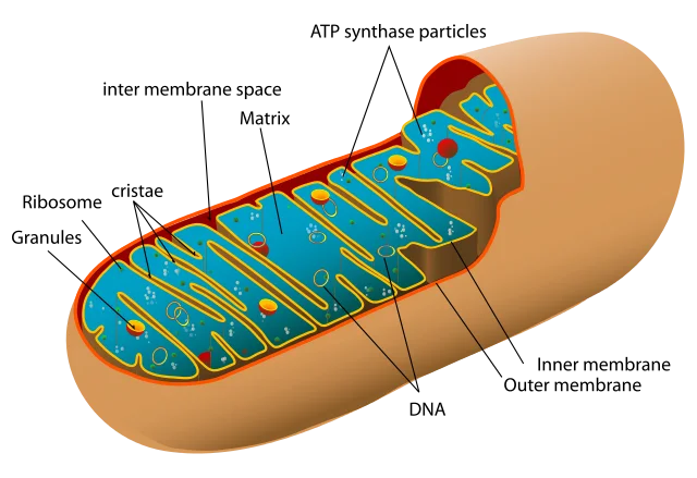 mitochondria_diagram
