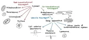 Cellular-GPS-Mechanisms-of-Protein-Targeting-and-Transport