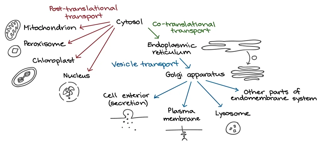 Cellular-GPS-Mechanisms-of-Protein-Targeting-and-Transport