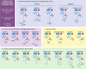 Protein: Definiation Properties, Structure, Types, Functions, Notes protein Proteinogenic-Amino-Acids