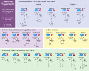 protein Proteinogenic-Amino-Acids