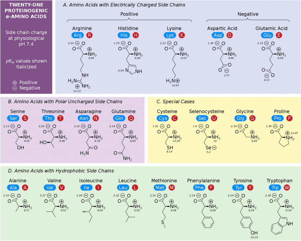 Amino Acids: Properties, Functions, Roles, and Applications - Bioteck Ink.