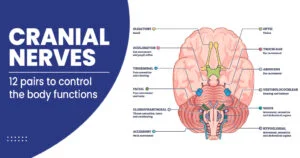 Cranial-nerves