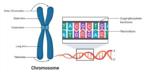 Chromosomes and Cell Division: Structure, Function, and Genetic Implications Structure-of-Chromosome