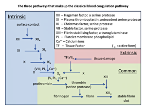 Clotting Factors: Key Players in Blood Coagulation blood-coagulation-pathway
