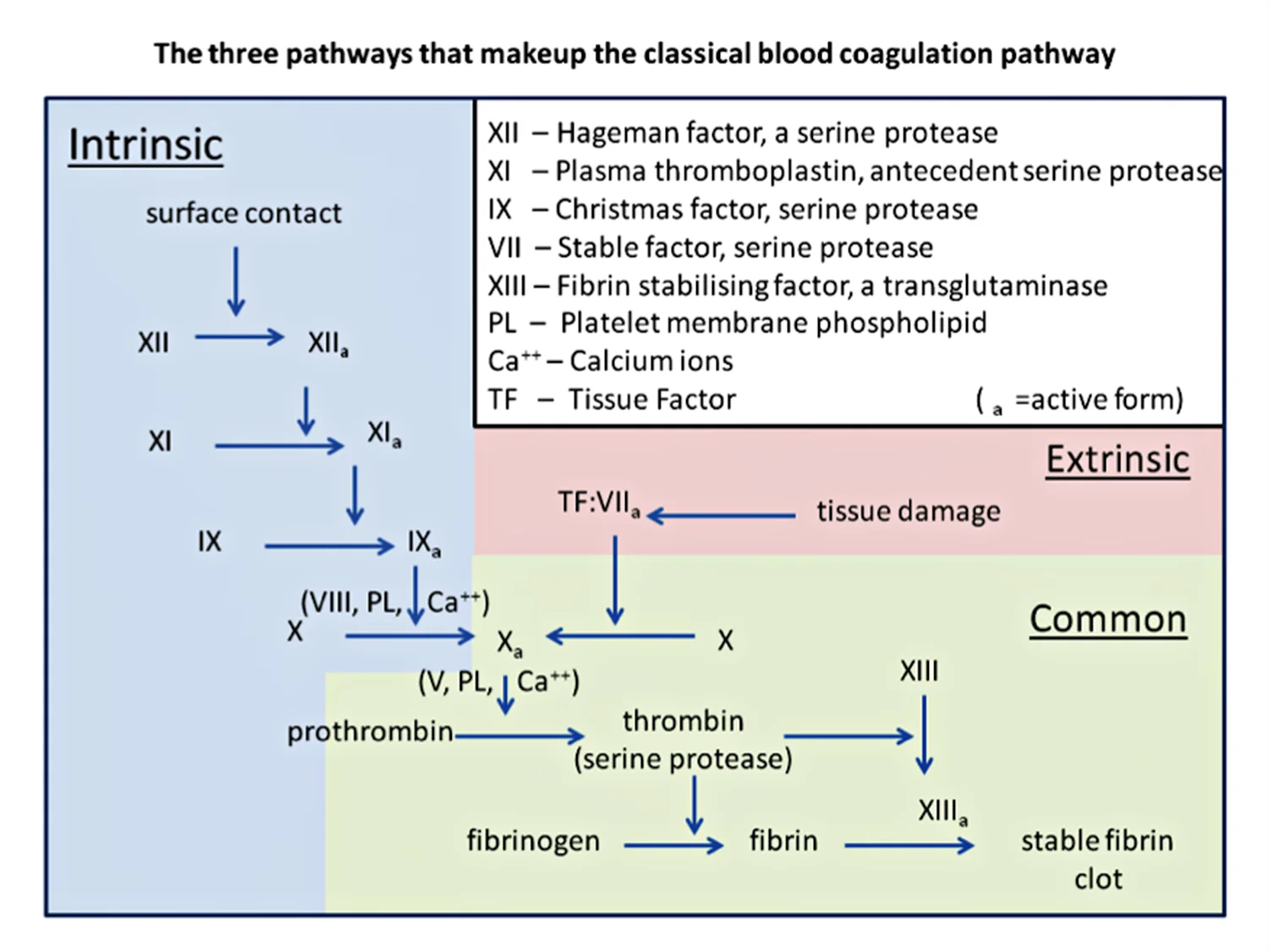blood-coagulation-pathway