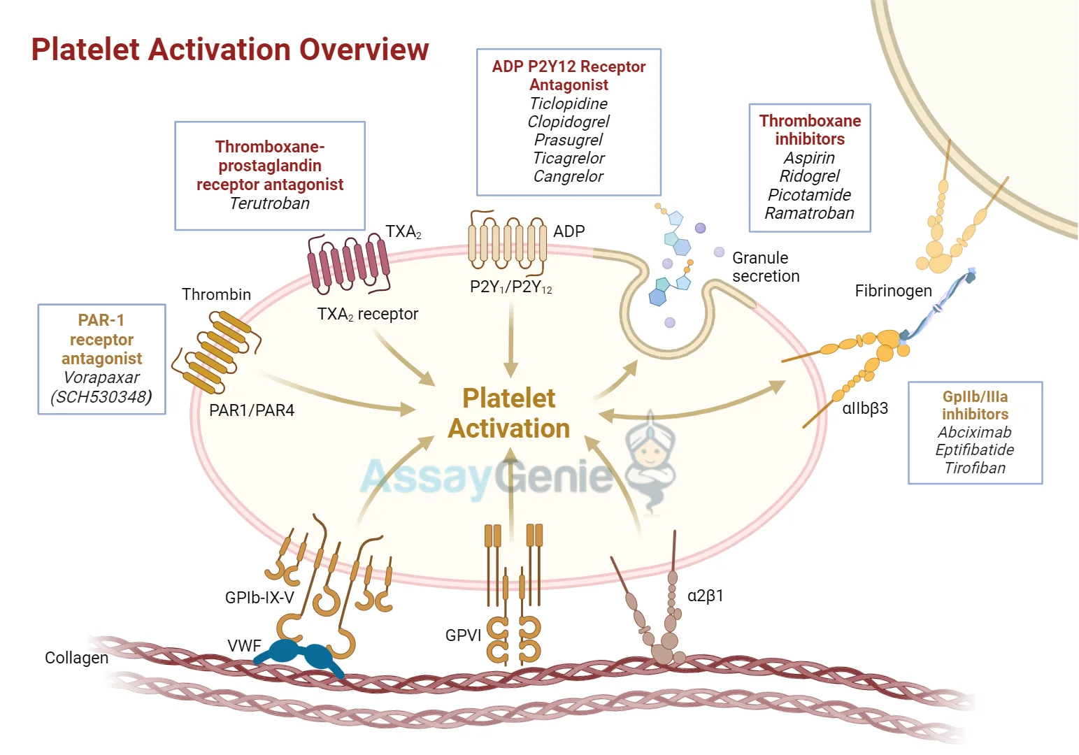 platelet-activation-overview