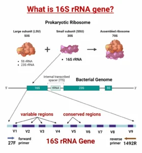16S rRNA Gene Sequencing: Principle, Steps, Uses, and Applications 16S-rRNA-Gene-Variable-Regions-1430x1536