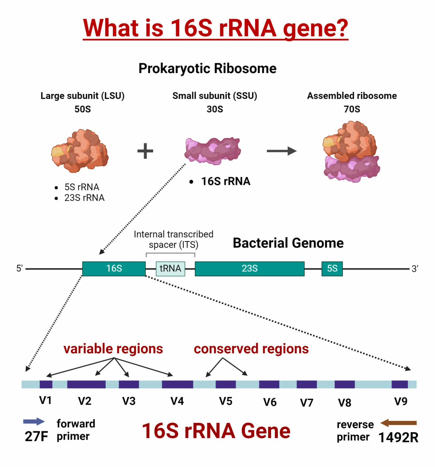 16S-rRNA-Gene-Variable-Regions-1430x1536