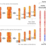 Linkage characteristics types