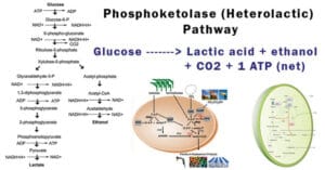 Phosphoketolase (Heterolactic) Pathway: Steps, Reactions, and Applications Phosphoketolase-Heterolactic-Pathway-768x403