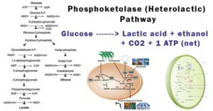 Phosphoketolase-Heterolactic-Pathway-768x403
