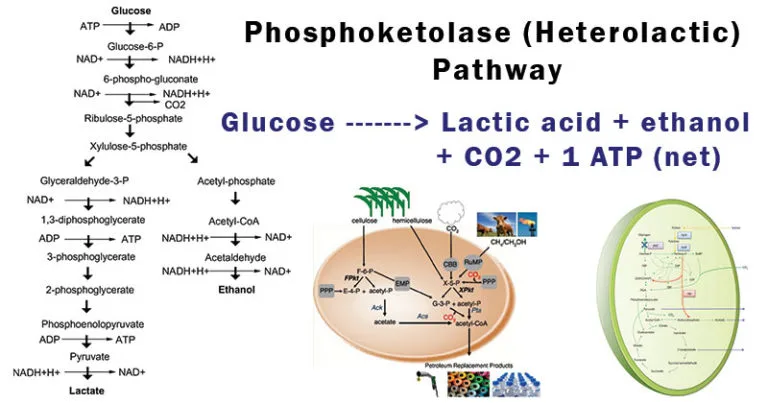 Phosphoketolase-Heterolactic-Pathway-768x403