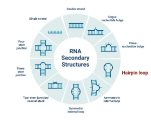 Stem-loop (Hairpin Loop): Properties, Types, Examples, Uses RNA-Secondary-Structures-Hairpin-loop