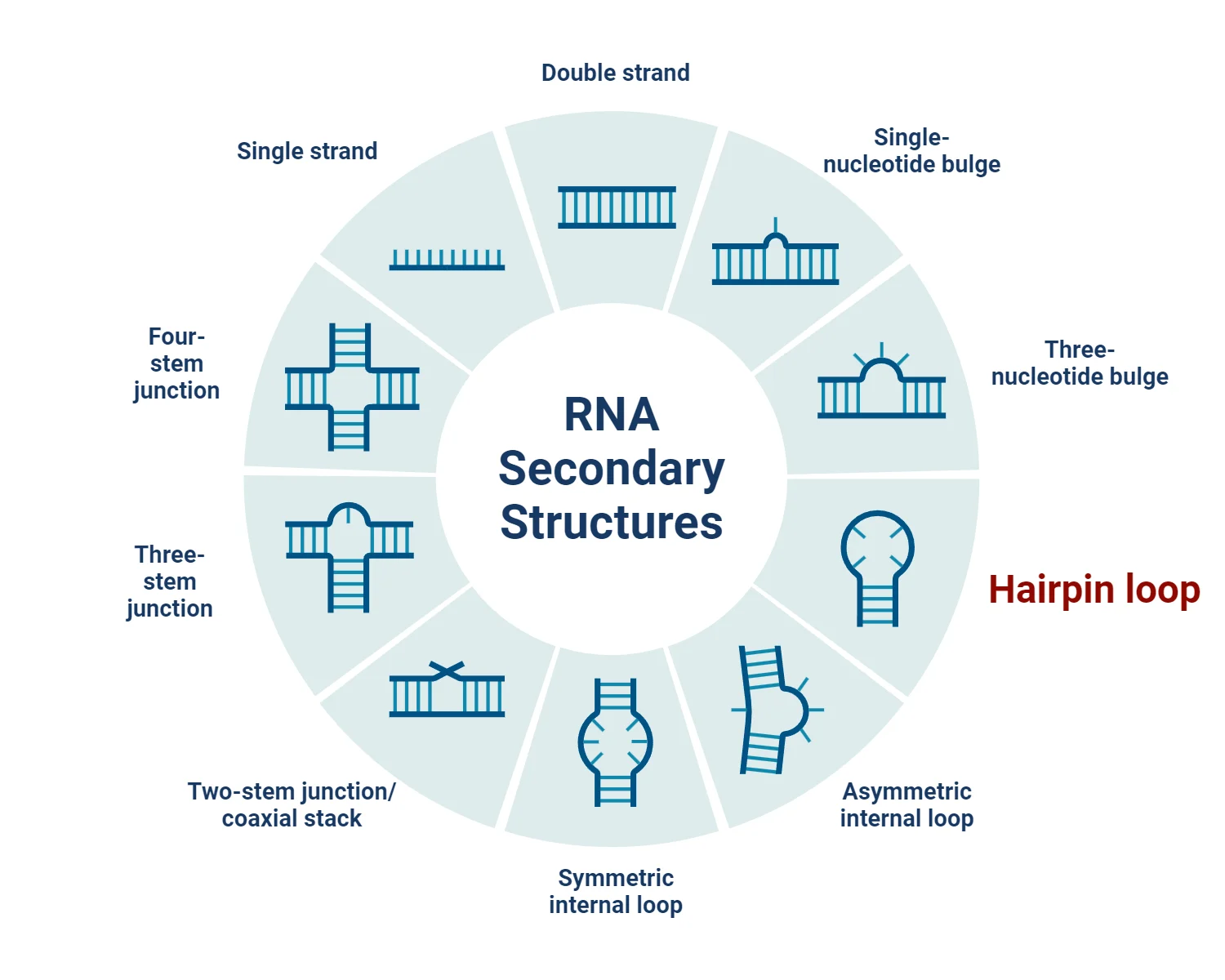 RNA-Secondary-Structures-Hairpin-loop