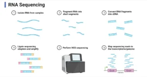 RNA Sequencing: Definition, Principle, Steps, Types, and Applications RNA-Sequencing