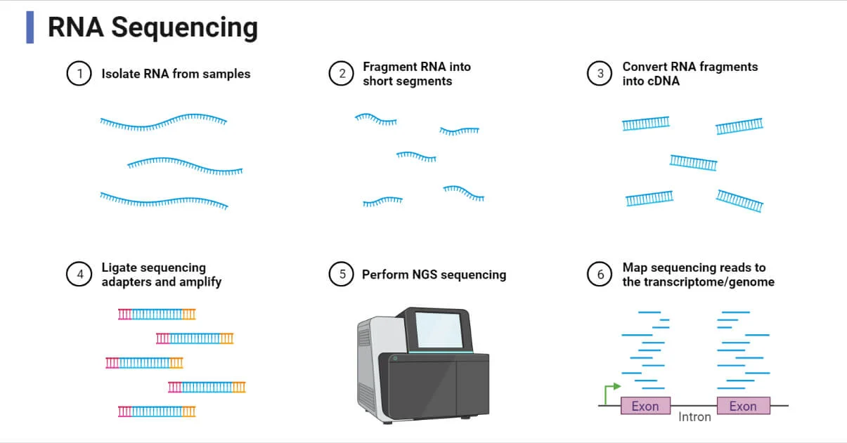 RNA-Sequencing