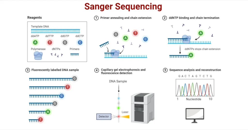 Sanger-Sequencing
