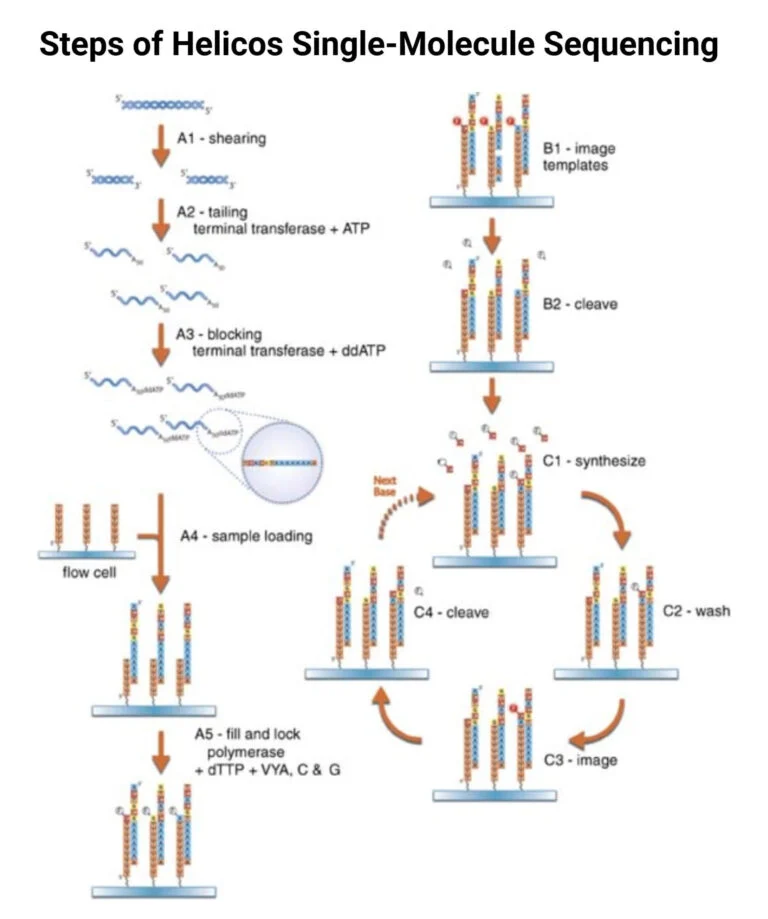 Steps-of-Helicos-Single-Molecule-Sequencing-768x919