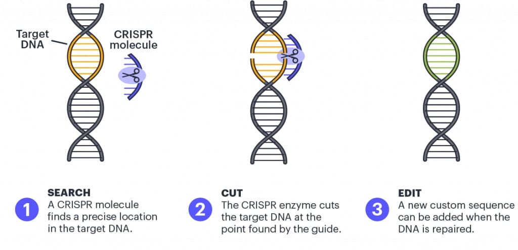 What-Is-CRISPR What-Is-CRISPR