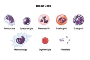 Blood Corpuscles: Types, Functions, and Characteristics blood cells - biotckink