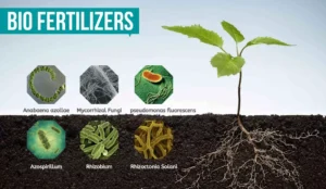Biofertilizers Benefits, Sustainability, Types, Challenges, Notes bio-fertilizers