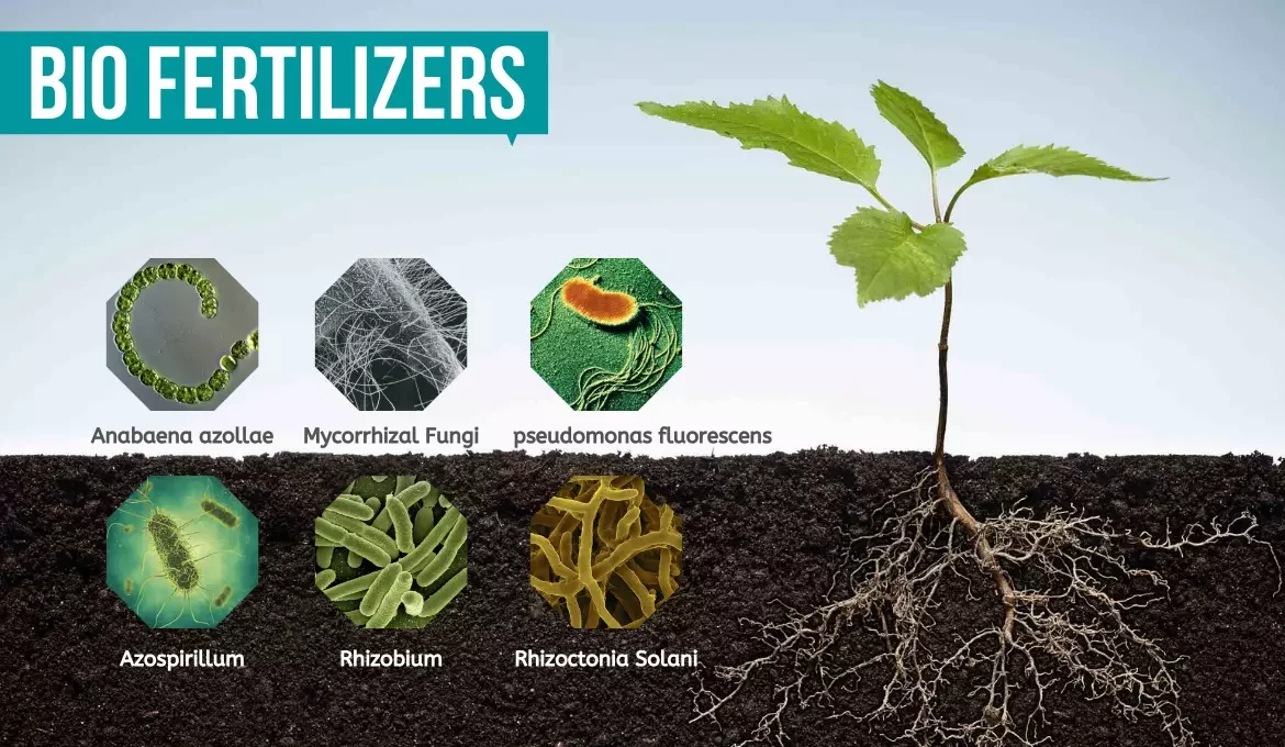 Biofertilizers Benefits, Sustainability, Types, Challenges, Notes bio-fertilizers