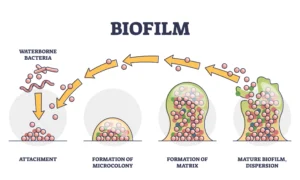 Biofilm: Characteristics, Formation, Ecological Implications, Formation, Development, Notes Biofilm: Characteristics, Formation, Ecological Implications, Formation, Development, Notes Biofilm-Infographic-scaled