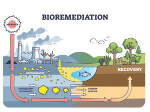 In Situ & Ex Situ Bioremediation: Principles, Types, Applications, Advantages, Limitations, Notes In Situ & Ex Situ Bioremediation Principles, Types, Applications, Advantages, Limitations, Notes Different Types of Bioremediation, Notes.webp Different Types of Bioremediation, Notes